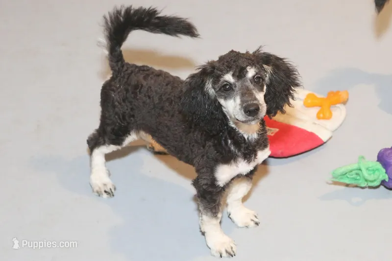 "Ro" – Miniature Aussiedoodle puppy for sale in Rhinelander, WI