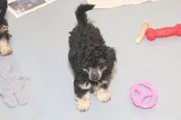 "Ro", a male Miniature Aussiedoodle for sale in Rhinelander, WI – Photo 4 of 5