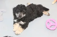 "Ro", a male Miniature Aussiedoodle for sale in Rhinelander, WI – Photo 3 of 5