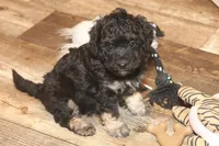 "Ro", a male Miniature Aussiedoodle for sale in Rhinelander, WI – Photo 5 of 6
