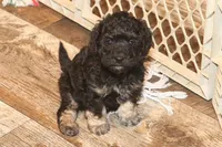 "Ro", a male Miniature Aussiedoodle for sale in Rhinelander, WI – Photo 3 of 6