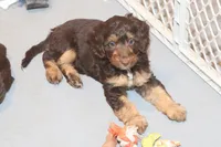 "Fragi", a male Miniature Aussiedoodle for sale in Rhinelander, WI – Photo 4 of 5