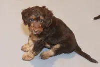 "Fragi", a male Miniature Aussiedoodle for sale in Rhinelander, WI – Photo 3 of 5