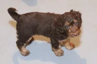 "Fragi", a male Miniature Aussiedoodle for sale in Rhinelander, WI – Photo 2 of 5