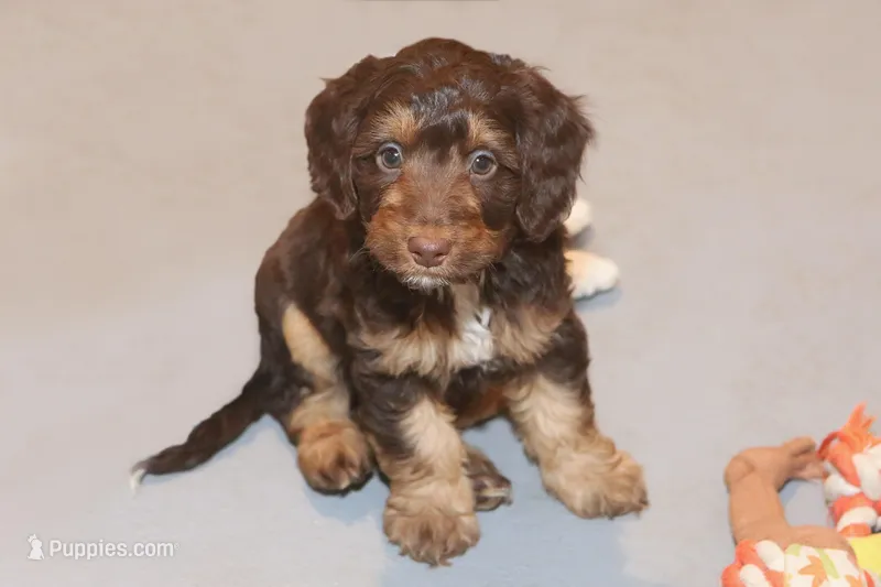 "Fragi" – Miniature Aussiedoodle puppy for sale in Rhinelander, WI