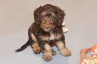 "Fragi", a male Miniature Aussiedoodle for sale in Rhinelander, WI – Photo 1 of 5