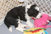 "Ruffle", a female Miniature Aussiedoodle for sale in Rhinelander, WI – Photo 3 of 7