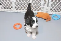 "Ruffle", a female Miniature Aussiedoodle for sale in Rhinelander, WI – Photo 4 of 7