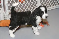 "Ruffle", a female Miniature Aussiedoodle for sale in Rhinelander, WI – Photo 1 of 7