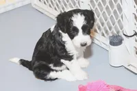 "Ruffle", a female Miniature Aussiedoodle for sale in Rhinelander, WI – Photo 2 of 7