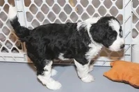 "Ruffle", a female Miniature Aussiedoodle for sale in Rhinelander, WI – Photo 5 of 7