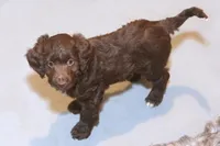 "Listic", a female Miniature Aussiedoodle for sale in Rhinelander, WI – Photo 2 of 5