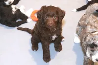 "Listic", a female Miniature Aussiedoodle for sale in Rhinelander, WI – Photo 1 of 5