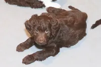 "Listic", a female Miniature Aussiedoodle for sale in Rhinelander, WI – Photo 3 of 5