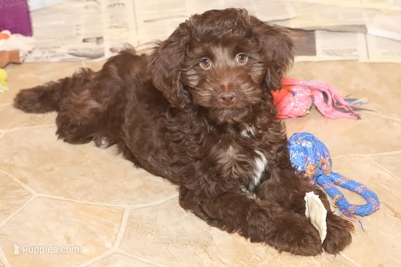 "Listic" – Miniature Aussiedoodle puppy for sale in Rhinelander, WI