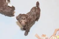 "Listic", a female Miniature Aussiedoodle for sale in Rhinelander, WI – Photo 4 of 5