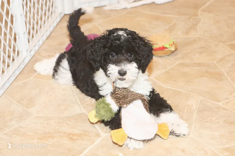 "Super" – Miniature Aussiedoodle puppy for sale in Rhinelander, WI