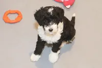 "Super", a female Miniature Aussiedoodle for sale in Rhinelander, WI – Photo 4 of 5