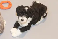 "Super", a female Miniature Aussiedoodle for sale in Rhinelander, WI – Photo 2 of 5