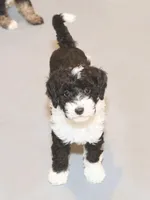 "Super", a female Miniature Aussiedoodle for sale in Rhinelander, WI – Photo 3 of 5
