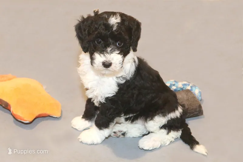 "Super" – Miniature Aussiedoodle puppy for sale in Rhinelander, WI