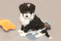 "Super", a female Miniature Aussiedoodle for sale in Rhinelander, WI – Photo 1 of 5