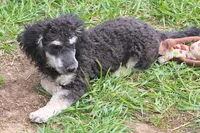 "Ro", a male Miniature Aussiedoodle for sale in Rhinelander, WI – 5 of 10