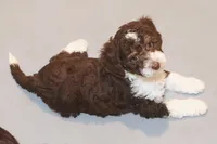 "Docious", a female Miniature Aussiedoodle for sale in Rhinelander, WI – Photo 4 of 6