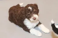 "Docious", a female Miniature Aussiedoodle for sale in Rhinelander, WI – Photo 3 of 6