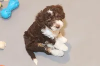 "Docious", a female Miniature Aussiedoodle for sale in Rhinelander, WI – Photo 5 of 6