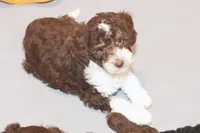 "Docious", a female Miniature Aussiedoodle for sale in Rhinelander, WI – Photo 2 of 6