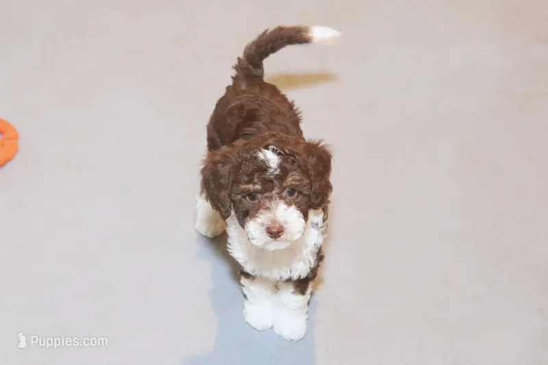 "Docious" – Miniature Aussiedoodle puppy for sale in Rhinelander, WI