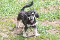 "Ro", a male Miniature Aussiedoodle for sale in Rhinelander, WI – 2 of 10