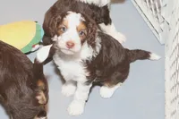 "Cheeto", a female Miniature Aussiedoodle for sale in Rhinelander, WI – Photo 3 of 5