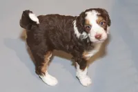 "Cheeto", a female Miniature Aussiedoodle for sale in Rhinelander, WI – Photo 4 of 5
