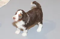 "Cheeto", a female Miniature Aussiedoodle for sale in Rhinelander, WI – Photo 2 of 5