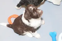 "Frito, a male Miniature Aussiedoodle for sale in Rhinelander, WI – Photo 8 of 9