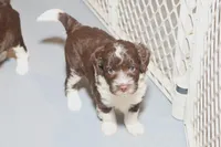 "Frito, a male Miniature Aussiedoodle for sale in Rhinelander, WI – Photo 3 of 9