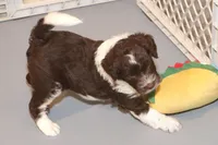 "Frito, a male Miniature Aussiedoodle for sale in Rhinelander, WI – Photo 5 of 9
