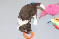 "Frito, a male Miniature Aussiedoodle for sale in Rhinelander, WI – Photo 4 of 9