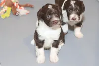 "Frito, a male Miniature Aussiedoodle for sale in Rhinelander, WI – Photo 7 of 9