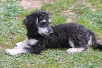 "Ro", a male Miniature Aussiedoodle for sale in Rhinelander, WI – 7 of 10