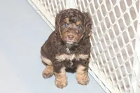 "Rosie", a female Miniature Aussiedoodle for sale in Rhinelander, WI – Photo 1 of 7