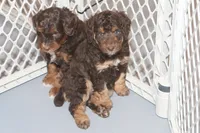"Rosie", a female Miniature Aussiedoodle for sale in Rhinelander, WI – Photo 6 of 7