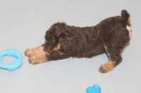 "Rosie", a female Miniature Aussiedoodle for sale in Rhinelander, WI – Photo 3 of 7