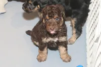 "Rosie", a female Miniature Aussiedoodle for sale in Rhinelander, WI – Photo 2 of 7