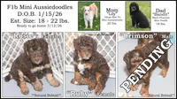 "Rosie", a female Miniature Aussiedoodle for sale in Rhinelander, WI – Photo 7 of 7