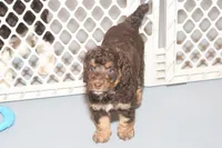 "Rosie", a female Miniature Aussiedoodle for sale in Rhinelander, WI – Photo 4 of 7