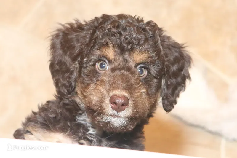 "Rosie" – Miniature Aussiedoodle puppy for sale in Rhinelander, WI