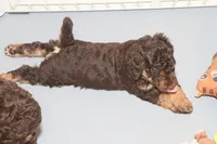 "Rosie", a female Miniature Aussiedoodle for sale in Rhinelander, WI – Photo 5 of 7